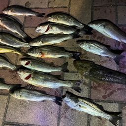 セイゴ（タイリクスズキ）