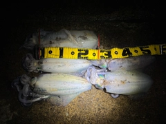 アオリイカの釣果