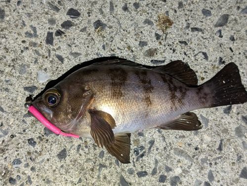 メバルの釣果