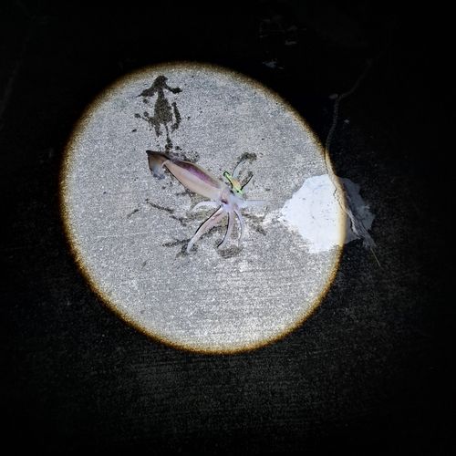 スルメイカの釣果