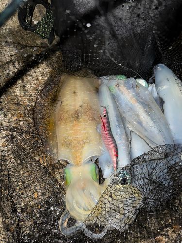 アオリイカの釣果