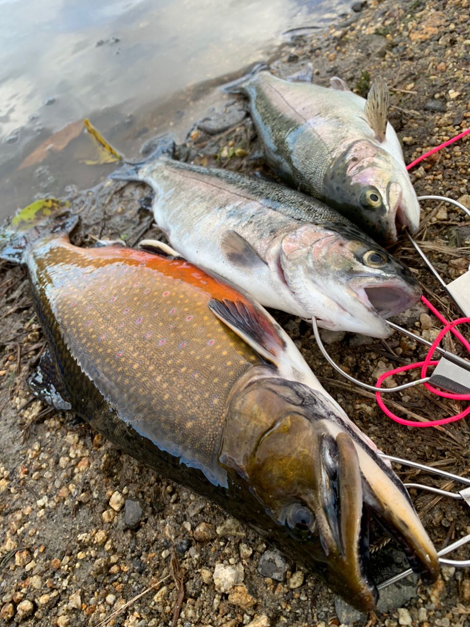 ブルックトラウト