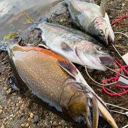 ブルックトラウト