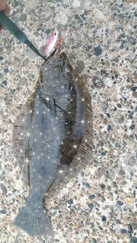 ヒラメの釣果