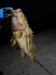 シマソイの釣果