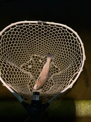 ベリーパーク in FISH ON! 王禅寺