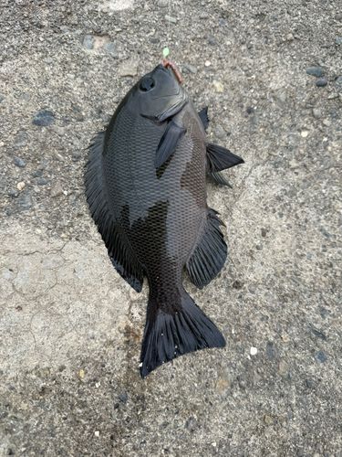 グレの釣果