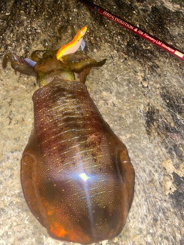 アオリイカの釣果