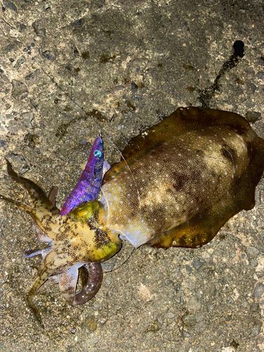 アオリイカの釣果
