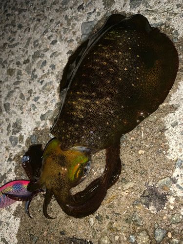 アオリイカの釣果