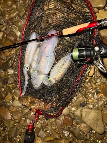 アオリイカの釣果