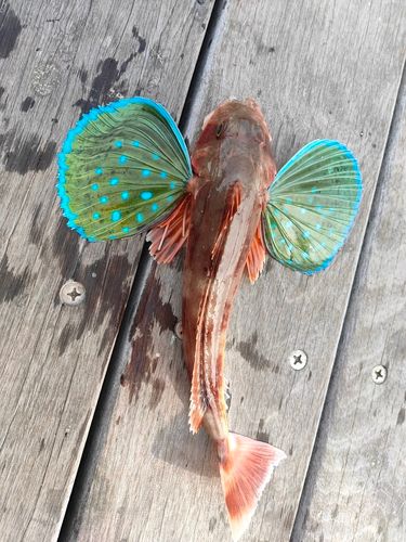 ホウボウの釣果