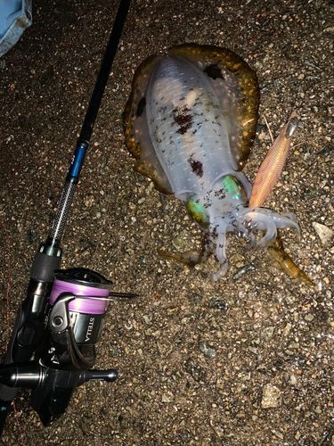 アオリイカの釣果