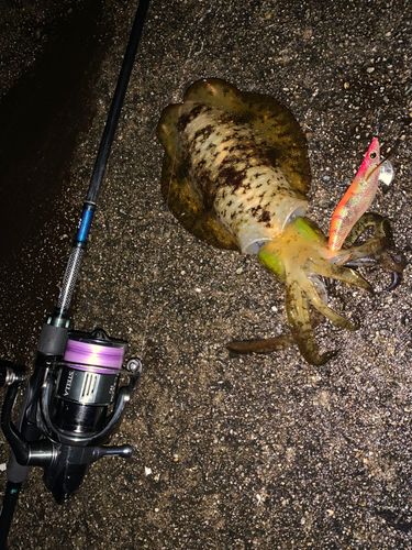 アオリイカの釣果