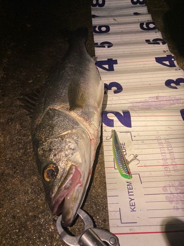 フッコ（マルスズキ）の釣果