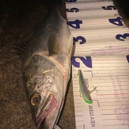 フッコ（マルスズキ）