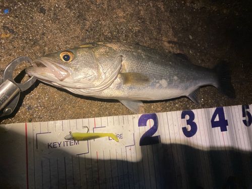 フッコ（マルスズキ）の釣果