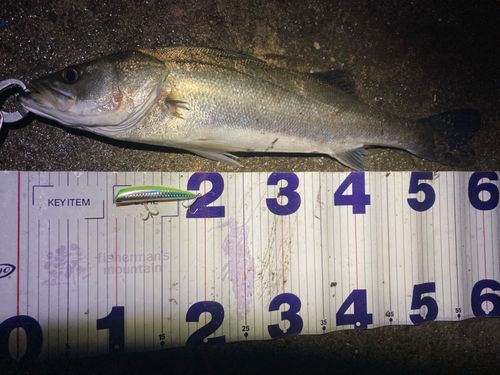 フッコ（マルスズキ）の釣果