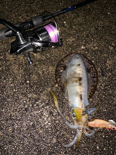アオリイカの釣果
