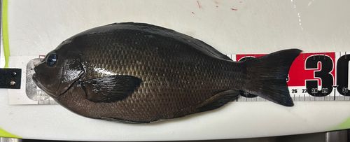 セントレア常滑港前島