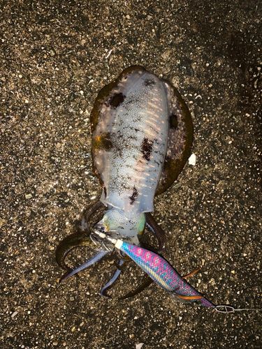 アオリイカの釣果