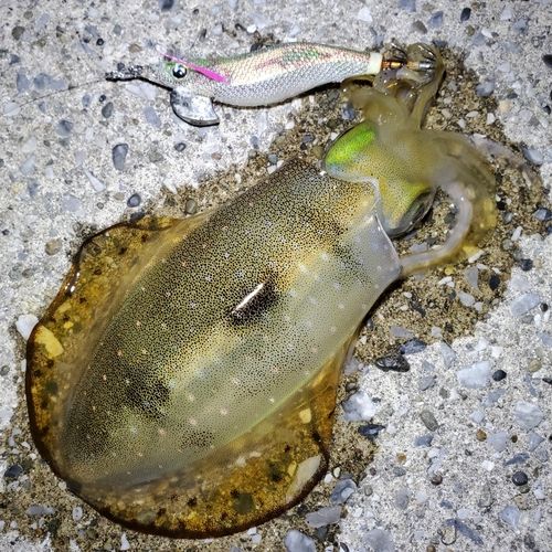 アオリイカの釣果