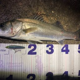 フッコ（マルスズキ）