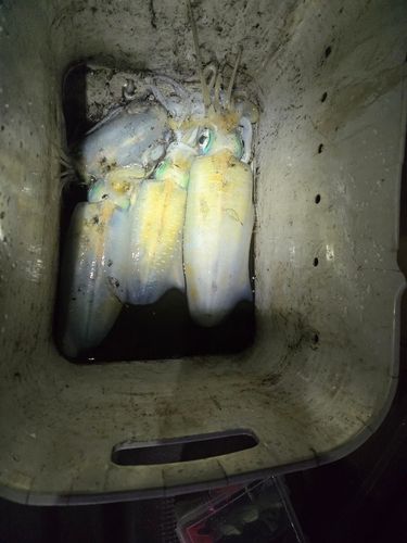 アオリイカの釣果