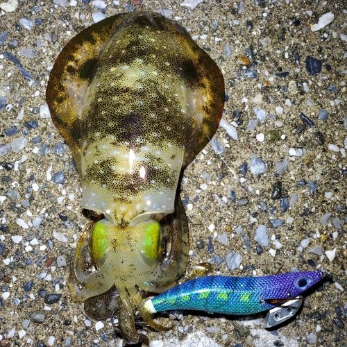 アオリイカの釣果