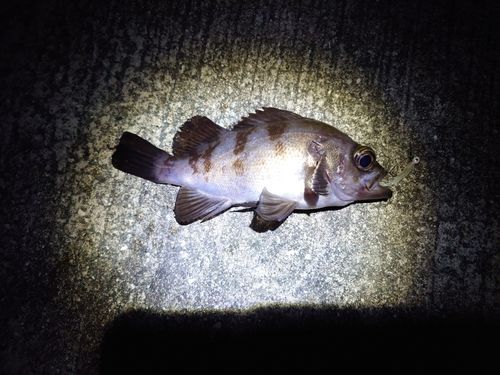 メバルの釣果