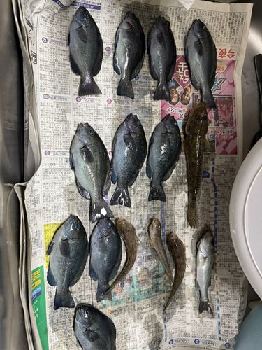 グレの釣果