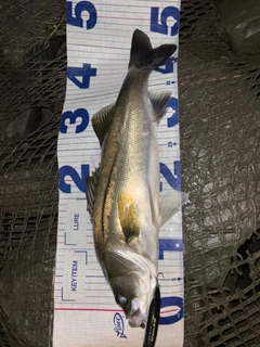 シーバスの釣果