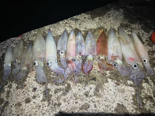 ヤリイカの釣果