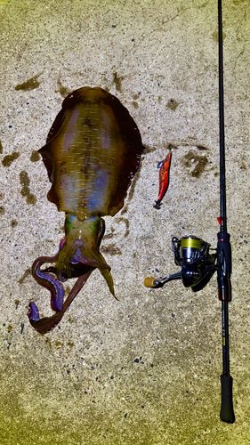 アオリイカの釣果