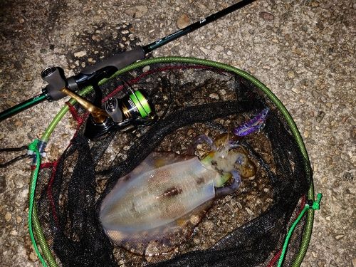 アオリイカの釣果