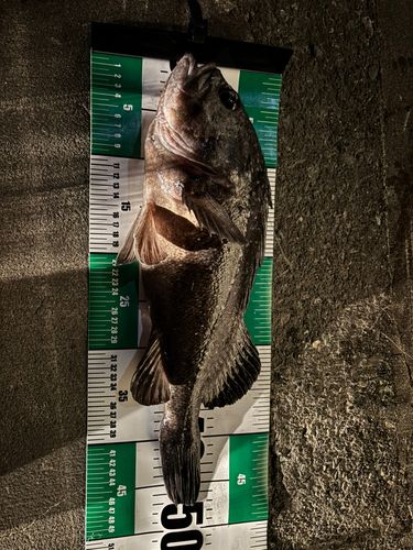 クロソイの釣果