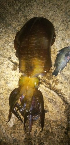 アオリイカの釣果