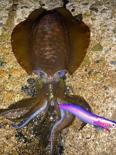 アオリイカの釣果