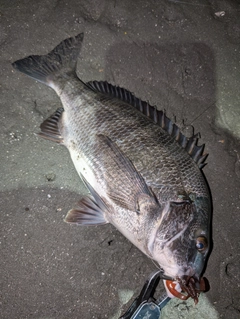 クロダイの釣果