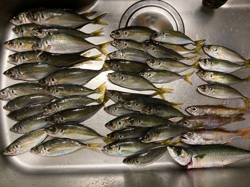 本牧海づり施設