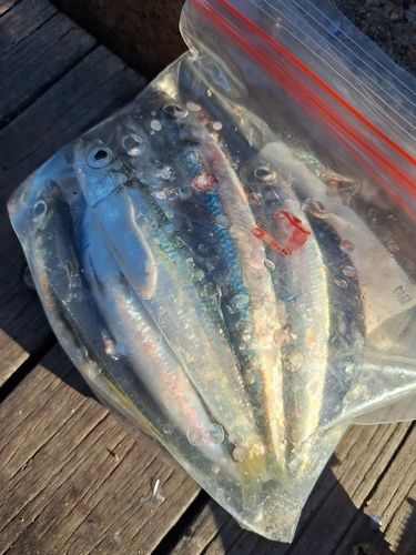 ウルメイワシの釣果