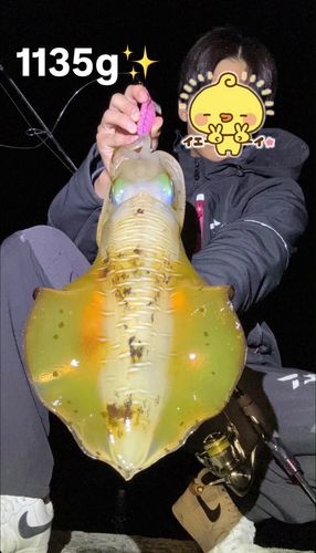 アオリイカの釣果