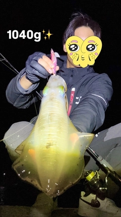 アオリイカの釣果