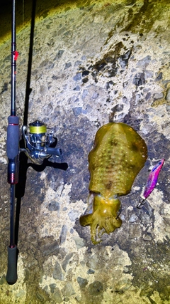 アオリイカの釣果