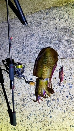 アオリイカの釣果