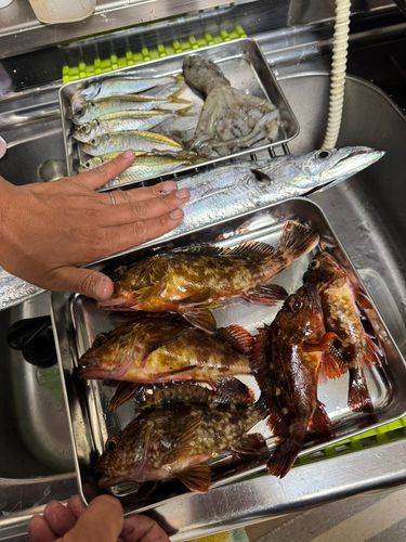 タチウオの釣果