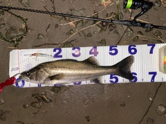 シーバスの釣果