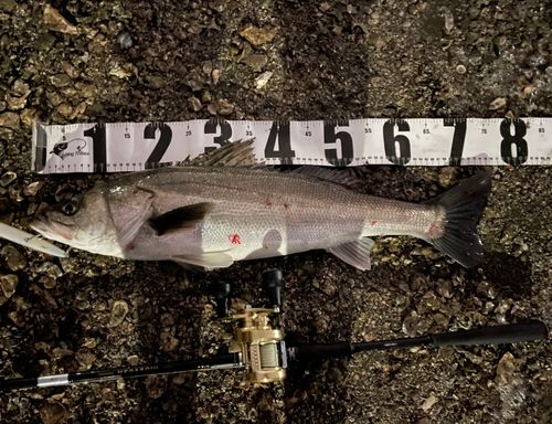 シーバスの釣果