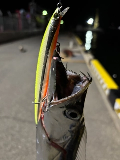 タチウオの釣果