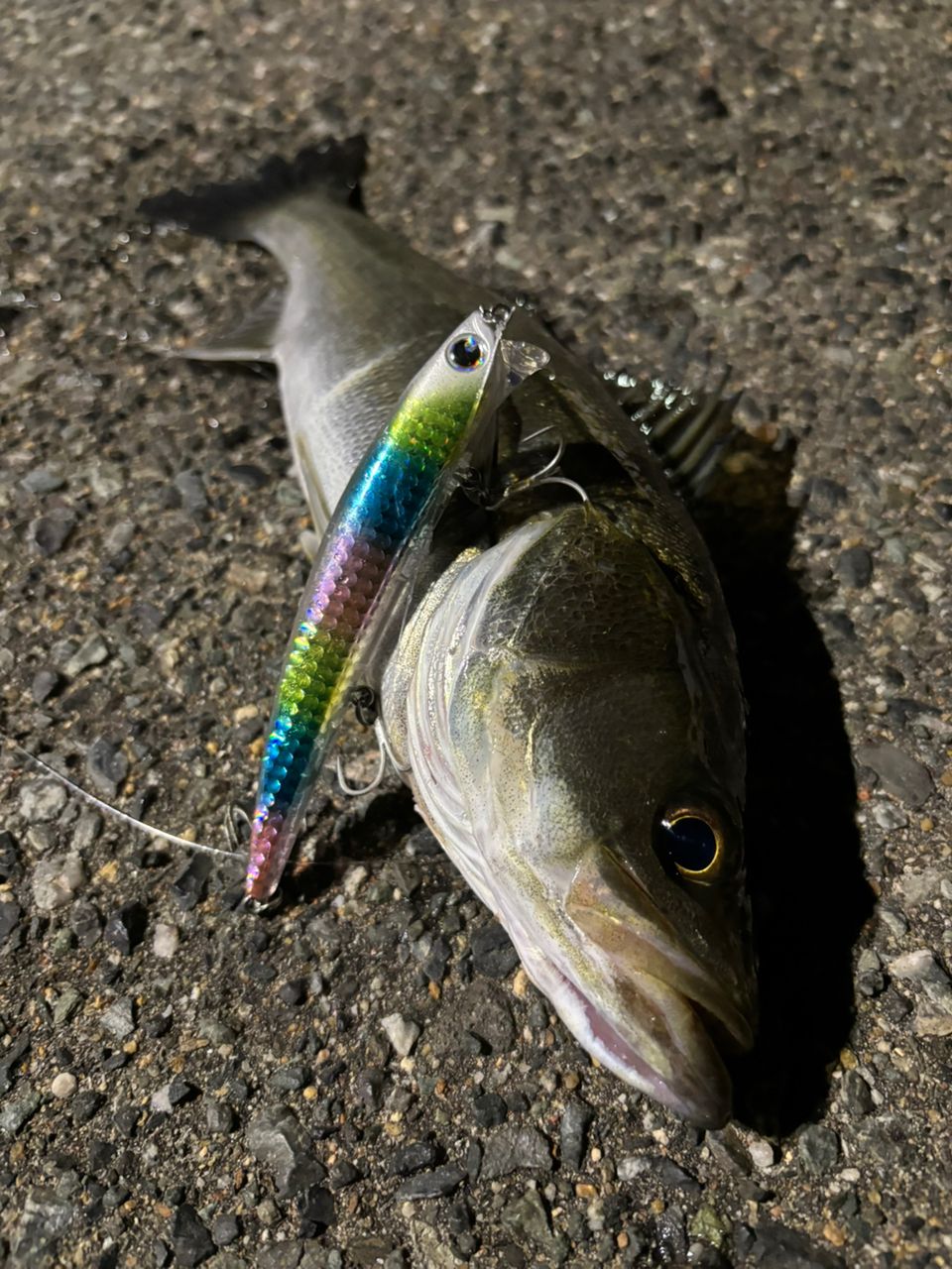 SHIMANO 23ディアルーナ S96Mの最安値・インプレ・釣果 | 本音の口コミ